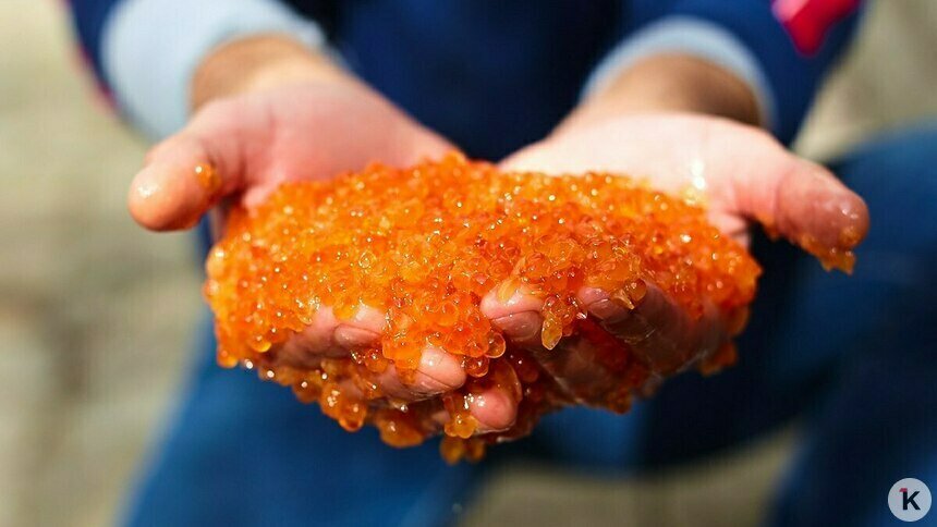 В России цены на красную рыбу и икру к Новому году вырастут на 7% — эксперт   - Новости Калининграда | Фото: Александр Подгорчук / Архив «Клопс»