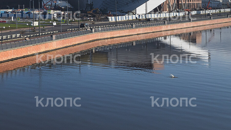 В Преголе у Третьяковской галереи пускает из воды фонтанчики неизвестное существо (фото)   - Новости Калининграда | Фото: Александр Подгорчук / «Клопс»