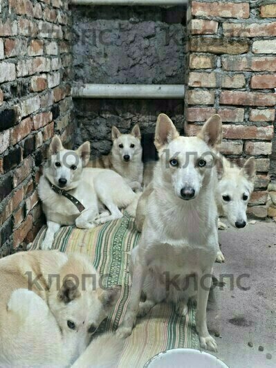 Животным необходима адаптация | Фото: Предоставила Екатерина Ублинская 