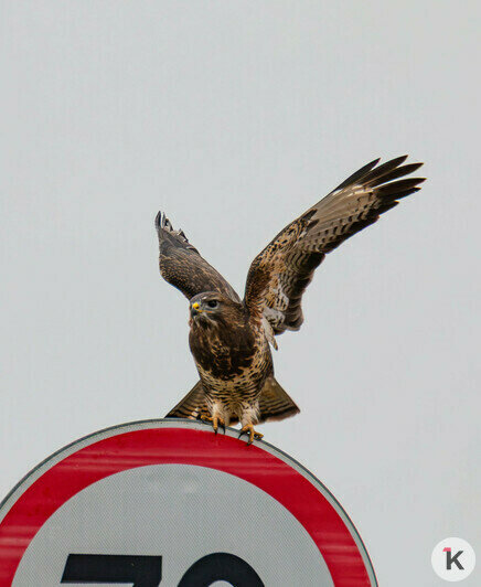 Пернатый регулировщик: неподалёку от Правдинска канюк облюбовал дорожный знак (фото)  - Новости Калининграда | Фото: Ольга Музюкина