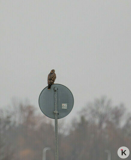 Пернатый регулировщик: неподалёку от Правдинска канюк облюбовал дорожный знак (фото)  - Новости Калининграда | Фото: Ольга Музюкина