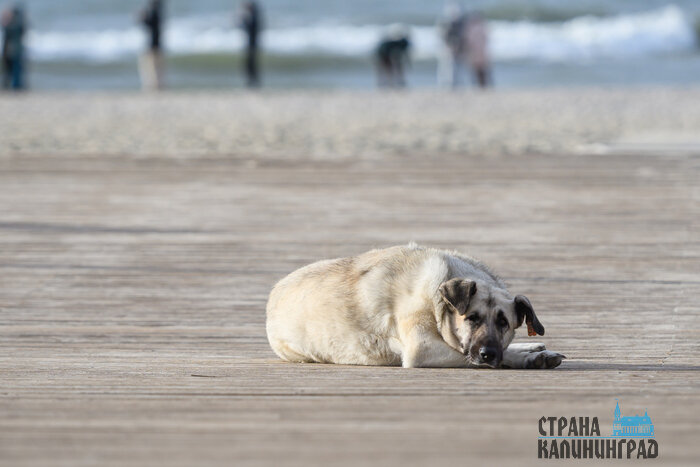 Янтарный. Повседневность в кадре | Фото: Александр Мелехов