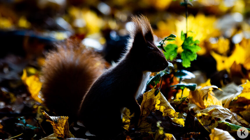 Погода в Калининграде и области во вторник - Новости Калининграда | Фото: Александр Подгорчук / «Клопс»