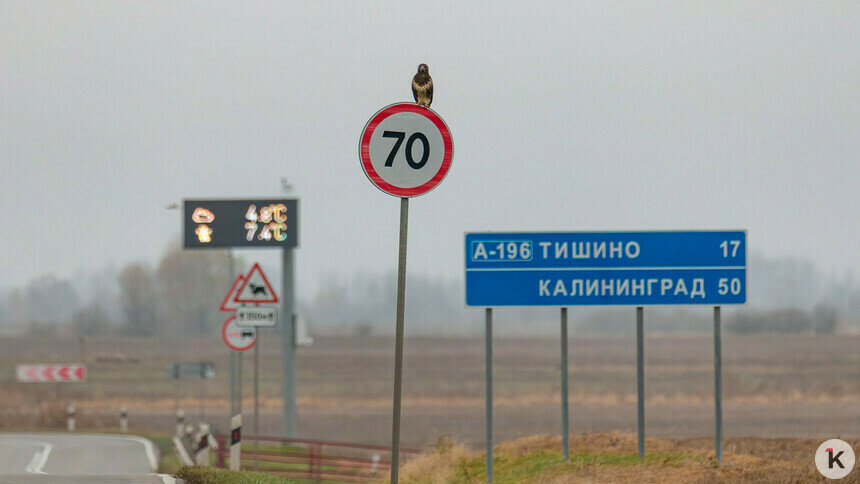 Пернатый регулировщик: неподалёку от Правдинска канюк облюбовал дорожный знак (фото)  - Новости Калининграда | Фото: Ольга Музюкина