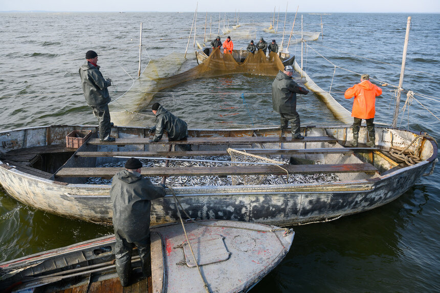 Ежегодно калининградские рыбопромышленники добывают около 200 тысяч тонн рыбы. | Фото: Александр Мелехов