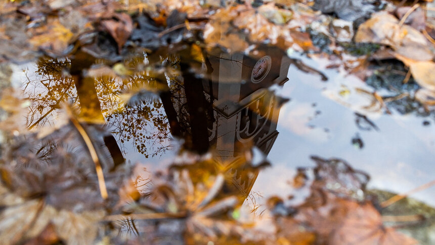 Балтийский ветер 12 ноября начнёт раздевать последние деревья с листвой - Новости Калининграда | Фото: Александр Подгорчук / «Клопс»