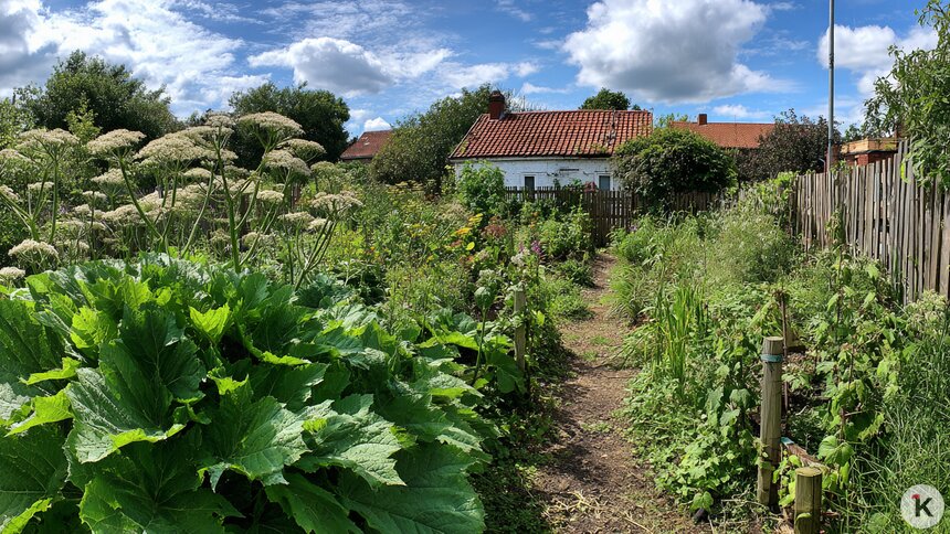 В Гурьевском районе огороды захватывает «советский триффид»   - Новости Калининграда | Иллюстрация: Ксения Александрова / «Клопс» / Midjourney