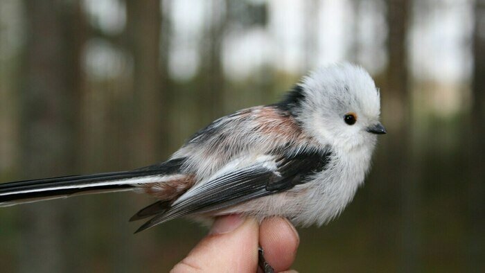 В России отмечают день птички, которая может постоять за себя, а иногда отращивает усы (фото)  - Новости Калининграда | Фото: архив «Клопс»