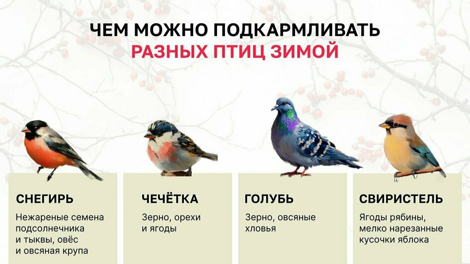 В России отмечают день птички, которая может постоять за себя, а иногда отращивает усы (фото)  - Новости Калининграда | Иллюстрация:  «Клопс»