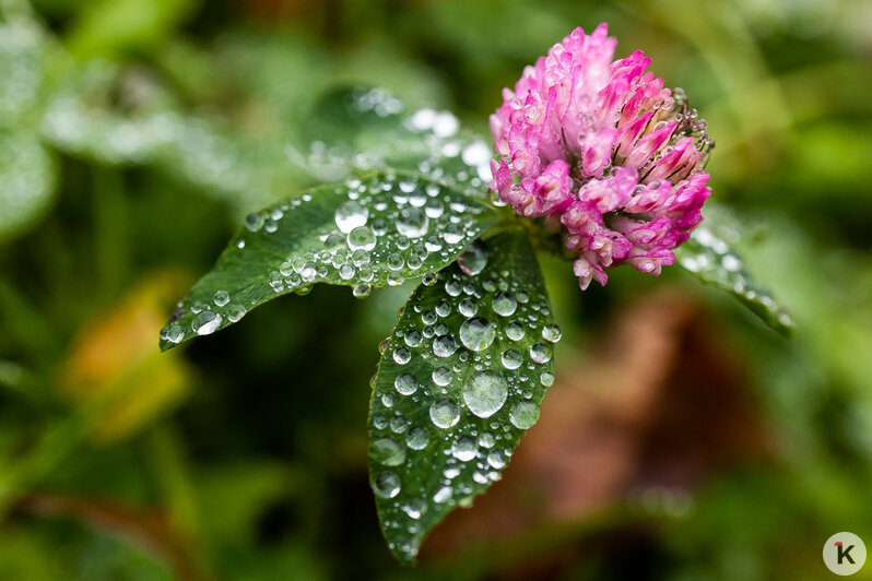 Тёплый ноябрь порадовал калининградцев цветением растений в городских парках (фоторепортаж)  - Новости Калининграда | Фото: Александр Подгорчук / «Клопс»