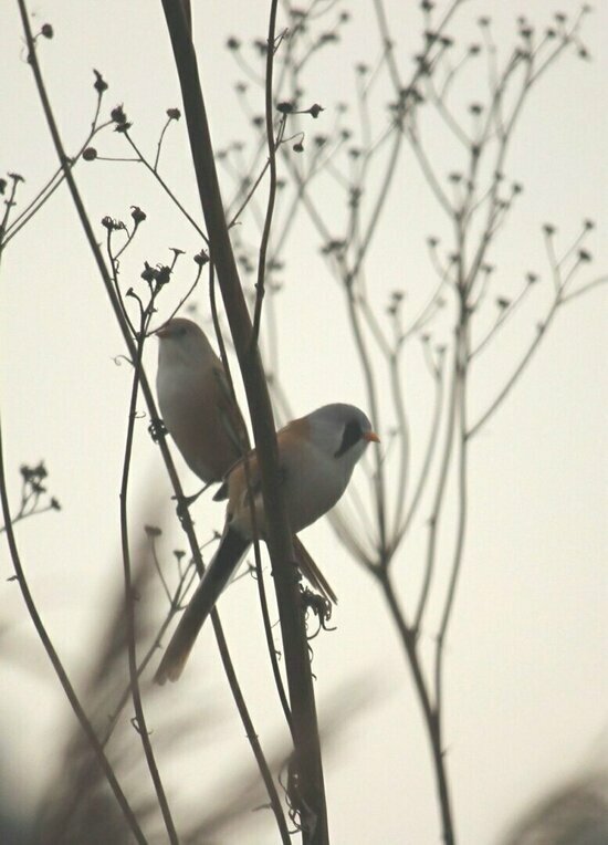 В России отмечают день птички, которая может постоять за себя, а иногда отращивает усы (фото)  - Новости Калининграда | Фото: Юлия Гришанова