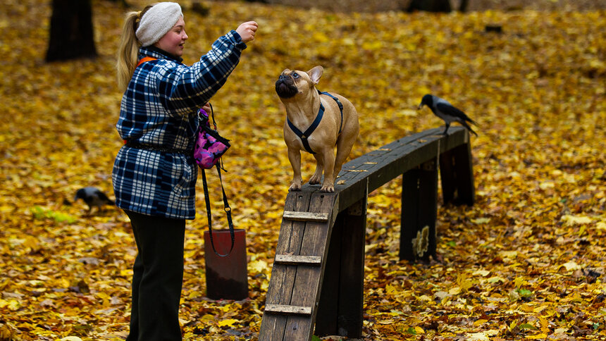 Росстандарт уГОСТил собак: площадки для выгула и дрессировки приведут в человеческий вид - Новости Калининграда | Фото: Александр Подгорчук / Архив «Клопс»
