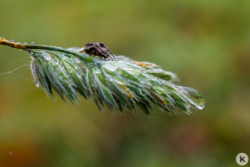 Тёплый ноябрь порадовал калининградцев цветением растений в городских парках (фоторепортаж)  - Новости Калининграда | Фото: Александр Подгорчук / «Клопс»