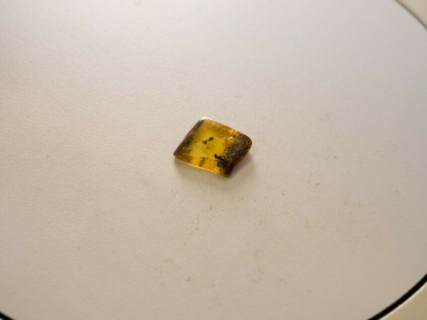 Янтарь с муравьём продолжат изучать, потом, возможно, он станет частью экспозиции.    | Фото: пресс-служба Музея янтаря