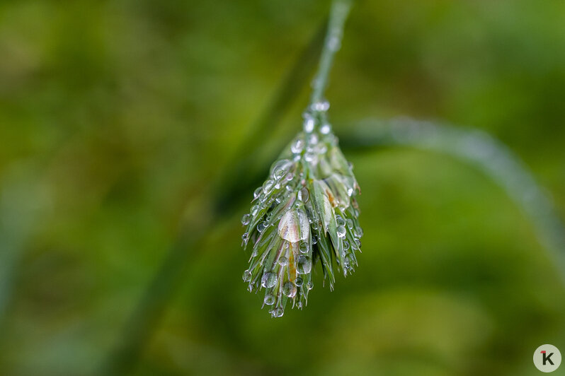 Тёплый ноябрь порадовал калининградцев цветением растений в городских парках (фоторепортаж)  - Новости Калининграда | Фото: Александр Подгорчук / «Клопс»