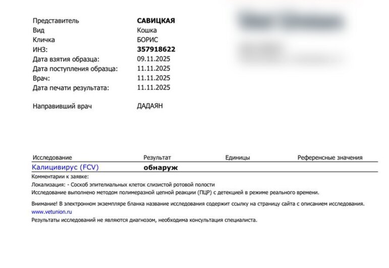 В Калининграде спасают кота Бориса, ставшего любимцем посетителей одного из кафе (фото, видео)    - Новости Калининграда | Фото: Ангелина Варёха