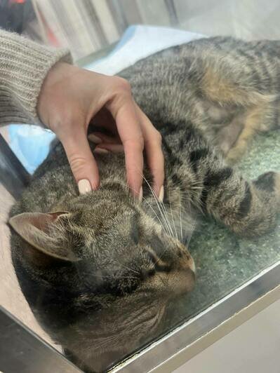 В Калининграде спасают кота Бориса, ставшего любимцем посетителей одного из кафе (фото, видео)    - Новости Калининграда | Фото: Ангелина Варёха