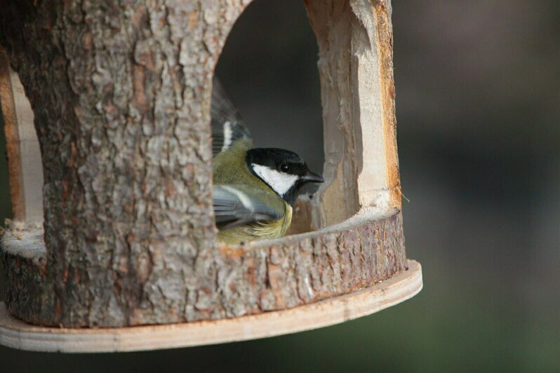Большая синица | Фото: архив «Клопс»