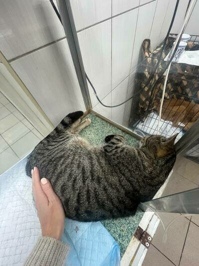 В Калининграде спасают кота Бориса, ставшего любимцем посетителей одного из кафе (фото, видео)    - Новости Калининграда | Фото: Ангелина Варёха