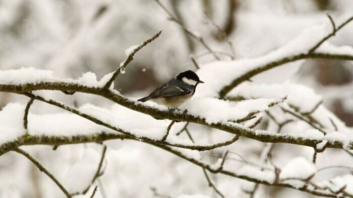 В России отмечают день птички, которая может постоять за себя, а иногда отращивает усы (фото)  - Новости Калининграда | Фото: орнитологическая станция