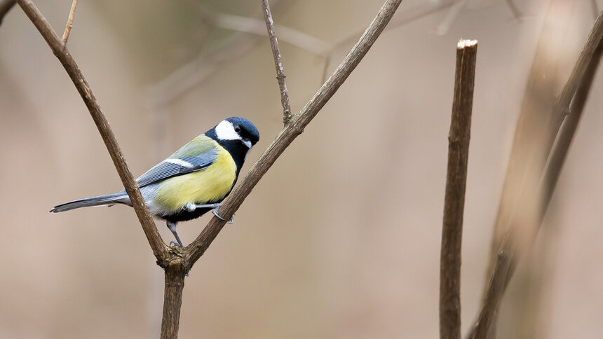 В России отмечают день птички, которая может постоять за себя, а иногда отращивает усы (фото)  - Новости Калининграда