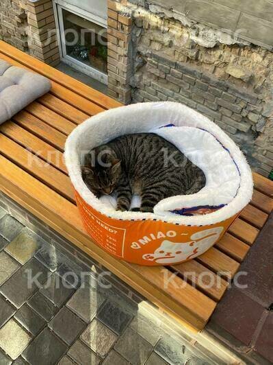 В Калининграде спасают кота Бориса, ставшего любимцем посетителей одного из кафе (фото, видео)    - Новости Калининграда | Фото: «Клопс»‎