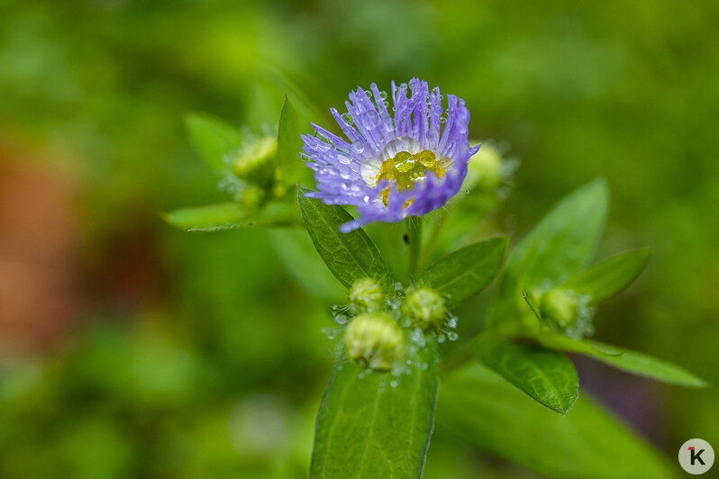 Тёплый ноябрь порадовал калининградцев цветением растений в городских парках (фоторепортаж)  - Новости Калининграда | Фото: Александр Подгорчук / «Клопс»