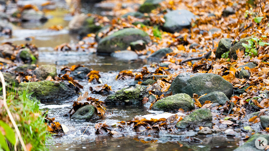 Погода в Калининграде и области в четверг - Новости Калининграда | Фото: Александр Подгорчук / «Клопс»