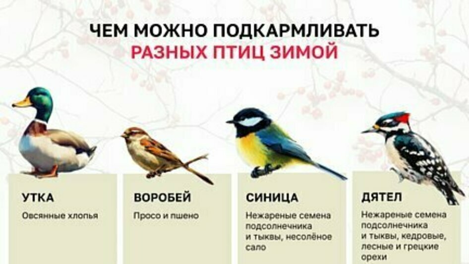 В России отмечают день птички, которая может постоять за себя, а иногда отращивает усы (фото)  - Новости Калининграда | Иллюстрация:  «Клопс»