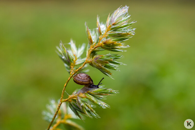 Тёплый ноябрь порадовал калининградцев цветением растений в городских парках (фоторепортаж)  - Новости Калининграда | Фото: Александр Подгорчук / «Клопс»