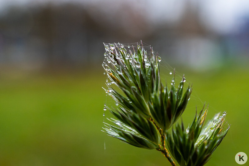 Тёплый ноябрь порадовал калининградцев цветением растений в городских парках (фоторепортаж)  - Новости Калининграда | Фото: Александр Подгорчук / «Клопс»