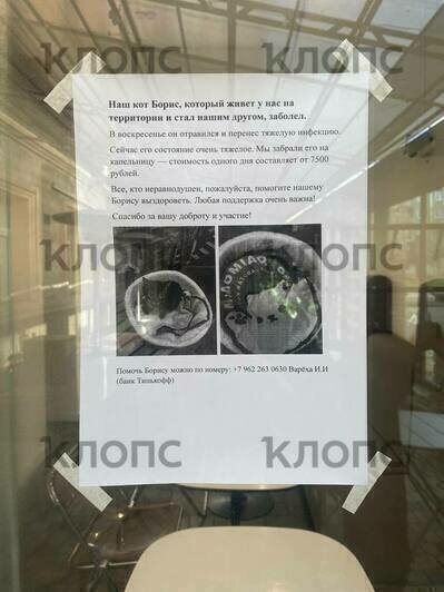 В Калининграде спасают кота Бориса, ставшего любимцем посетителей одного из кафе (фото, видео)    - Новости Калининграда | Фото: «Клопс»‎