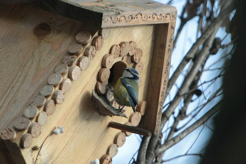 Лазоревка | Фото: архив «Клопс»