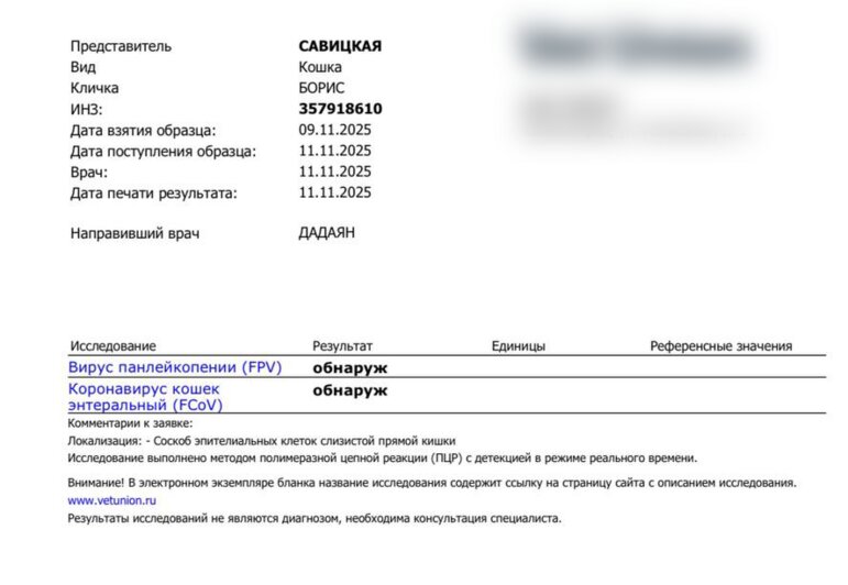 В Калининграде спасают кота Бориса, ставшего любимцем посетителей одного из кафе (фото, видео)    - Новости Калининграда | Фото: Ангелина Варёха