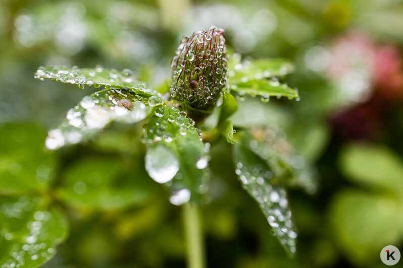 Тёплый ноябрь порадовал калининградцев цветением растений в городских парках (фоторепортаж)  - Новости Калининграда | Фото: Александр Подгорчук / «Клопс»