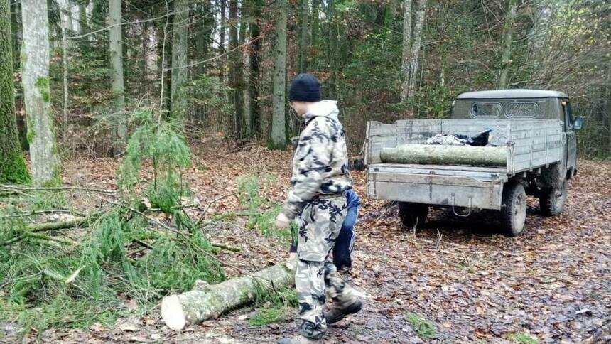 В Славском лесничестве незаконно срубили ель, виновным грозит наказание - Новости Калининграда | Фото: минприроды Калининградской области