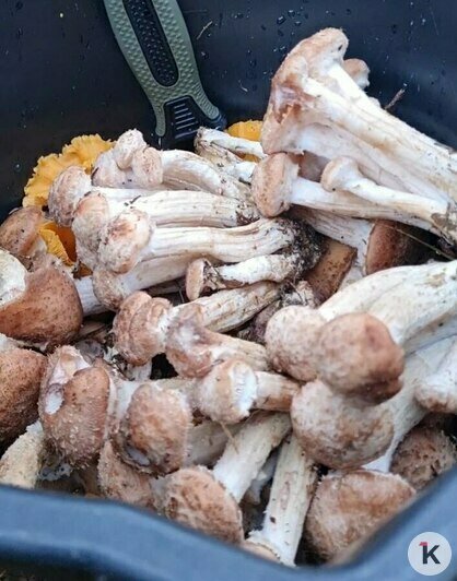 Поздние опята радуют калининградских грибников последними урожаями сезона (фото)   - Новости Калининграда | Фото: Николай Смирнов