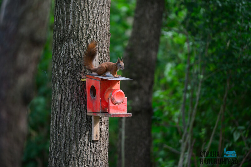 Белки в объективе  - 7 фактов из жизни обитателей лесов и парков Калининграда | Фото: Александр Мелехов