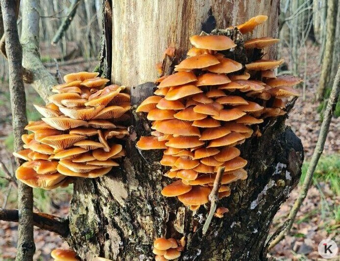 Поздние опята радуют калининградских грибников последними урожаями сезона (фото)   - Новости Калининграда | Фото: Николай Смирнов