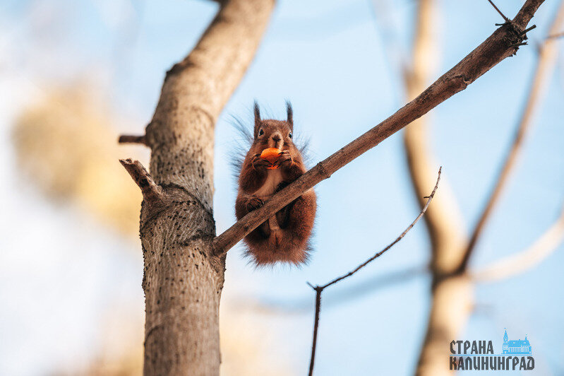 Белки в объективе  - 7 фактов из жизни обитателей лесов и парков Калининграда | Фото: Александр Мелехов