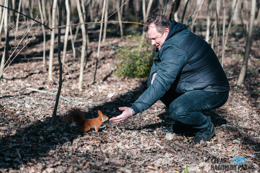 Белки в парках Калининграда не боятся людей. | Фото: Александр Мелехов