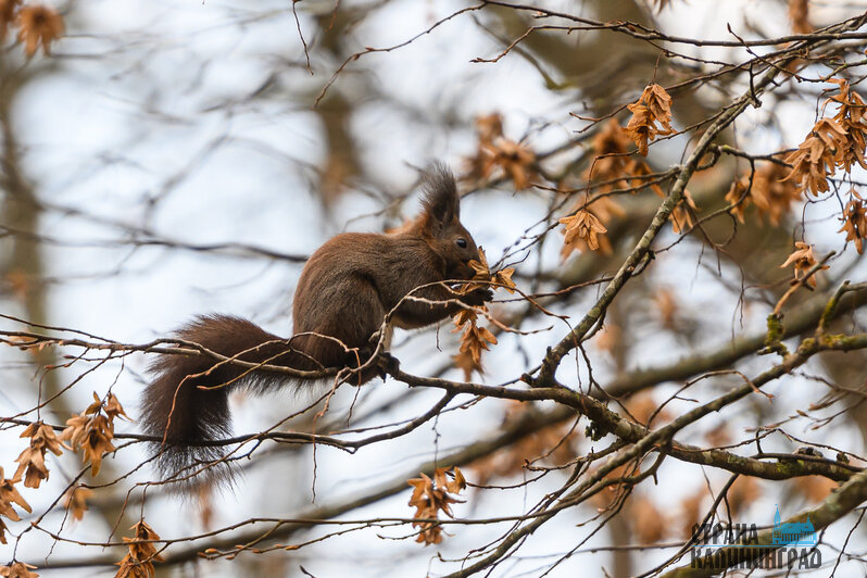 Белки в объективе  - 7 фактов из жизни обитателей лесов и парков Калининграда | Фото: Александр Мелехов