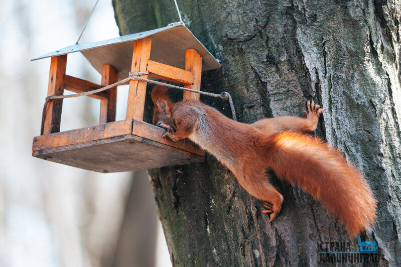 Белки в объективе  - 7 фактов из жизни обитателей лесов и парков Калининграда | Фото: Александр Мелехов