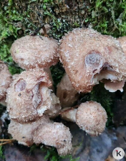 Поздние опята радуют калининградских грибников последними урожаями сезона (фото)   - Новости Калининграда | Фото: Николай Смирнов