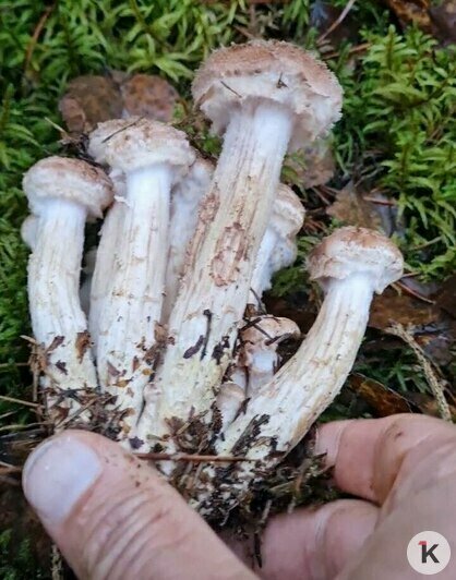 Поздние опята радуют калининградских грибников последними урожаями сезона (фото)   - Новости Калининграда | Фото: Николай Смирнов