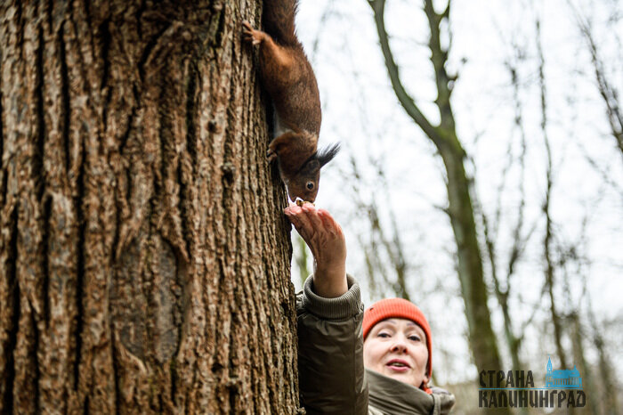 Белки в объективе  - 7 фактов из жизни обитателей лесов и парков Калининграда | Фото: Александр Мелехов