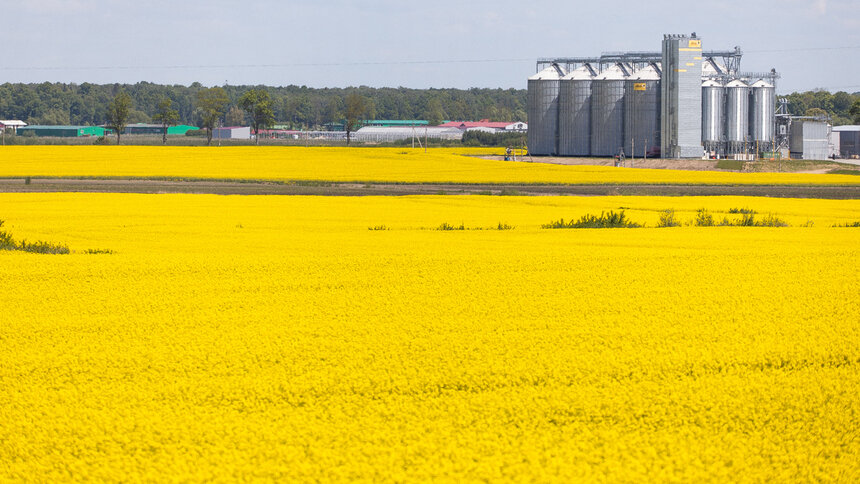 На калининградских полях будет колоситься казахстанский рапс - Новости Калининграда | Фото: Александр Подгорчук / Архив «Клопс»