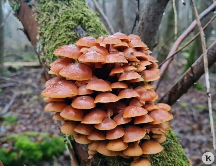 Поздние опята радуют калининградских грибников последними урожаями сезона (фото)   - Новости Калининграда | Фото: Николай Смирнов