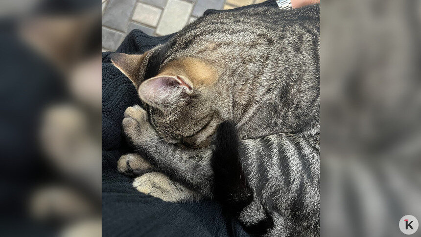 Заболевшего кота Бориса из калининградского кафе удалось выходить благодаря читателям «Клопс» (фото)   - Новости Калининграда | Фото: Ангелина Варёха