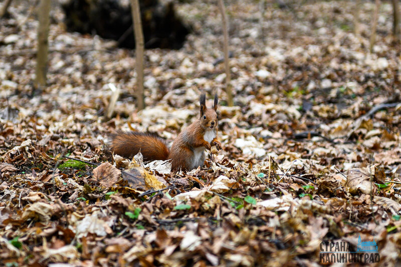Белки в объективе  - 7 фактов из жизни обитателей лесов и парков Калининграда | Фото: Александр Мелехов